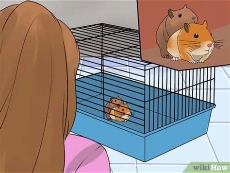 hampster free porn|Hampsters Porn Videos .